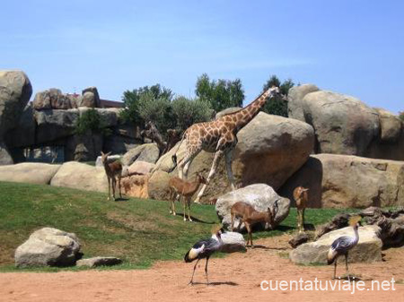 Bioparc, Valencia